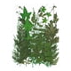thumbnail image 1 of Juego de hojas secas Wosthever Calcomanía de hoja real Suministros Decoración del hogar tipo 6, 1 of 6