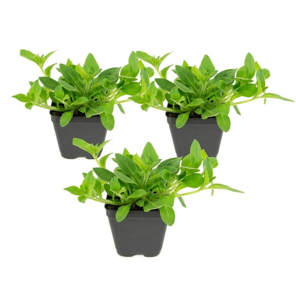 Live Annual 4" NightSky Petunia (3-Pack) with Full Sunlight