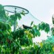 thumbnail image 1 of 4 x 10m Verde Anti Bird Net Planta de Jardin cercado con Malla Proteger Frutas Frutos de roedores Aves Ecomeon no, 1 of 6