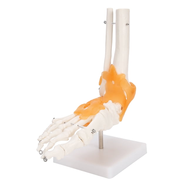 Modelo de Articulación del Pie Humano con Ligamentos ANGGREK