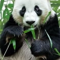 thumbnail image 6 of WYYP Panda Bear Round Table Cover 100% Polyester Fiber Tablecloth White, 6 of 8