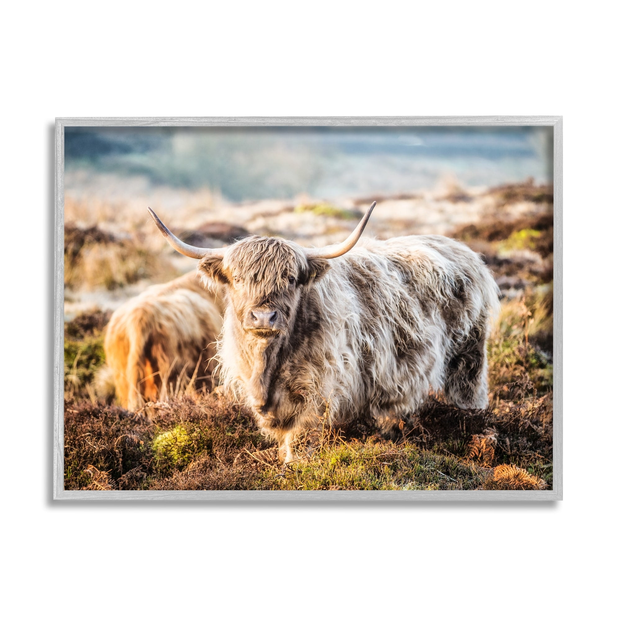 Stupell Industries Pleasant Highland Cattle Grazing Mossy Pasture At Dawn Photograph Gray Framed Art Print Wall Art, Design by James Dobson