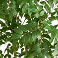 thumbnail image 6 of Nearly Natural Sumac Artificial Potted Tree - 8' - Green, 6 of 7