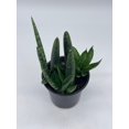 thumbnail image 6 of Sansevieria Cylndrica Boncel Starfish Snake Plant, Cylindrical Snakeplant, 4 inch Pot, Super Filled, 6 of 9