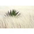 thumbnail image 3 of Taylor, Douglas 24x17 Black Modern Framed Museum Art Print Titled - Agave II, 3 of 5