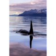 thumbnail image 2 of An Orca Whale   surfaces near Juneau in Lynn Canal  Inside Passage; Alaska  United States of, 2 of 2