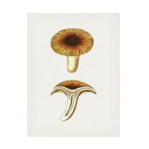 Trademark Fine Art Pictufy  Vintage Chanterelles Edible Mushroom Canvas Wall Art