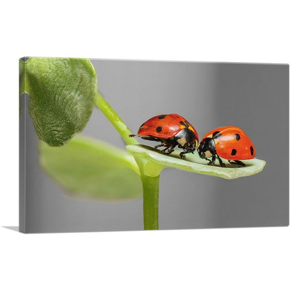 ARTCANVAS Two Ladybugs Bugs On A Leaf Canvas Art Print - Size: 26" x 18" (0.75" Deep)