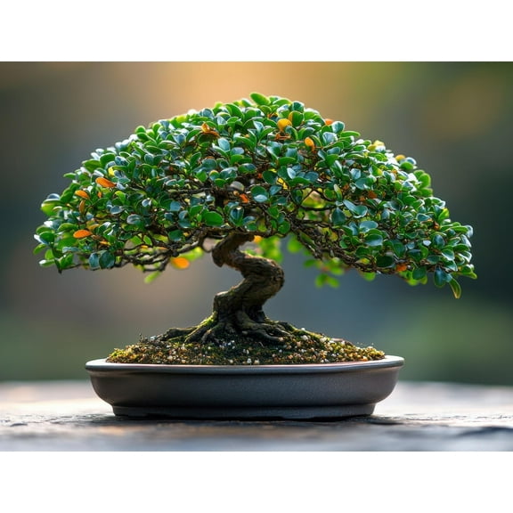 Chinese Gooseberry Bonsai Tree Seeds for Planting - 30 Seeds - Actinidia chinensis - Wild Kiwi, Fruitbearing