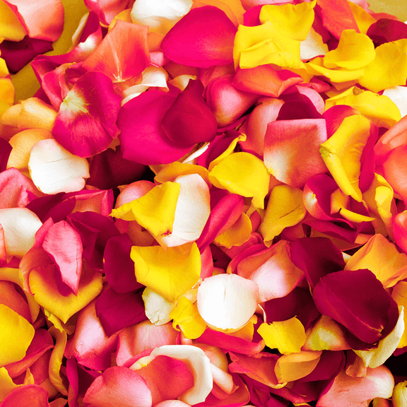 3500 Assorted Colors of Rose Petals- Beautiful Fresh Cut Flowers- Express Delivery
