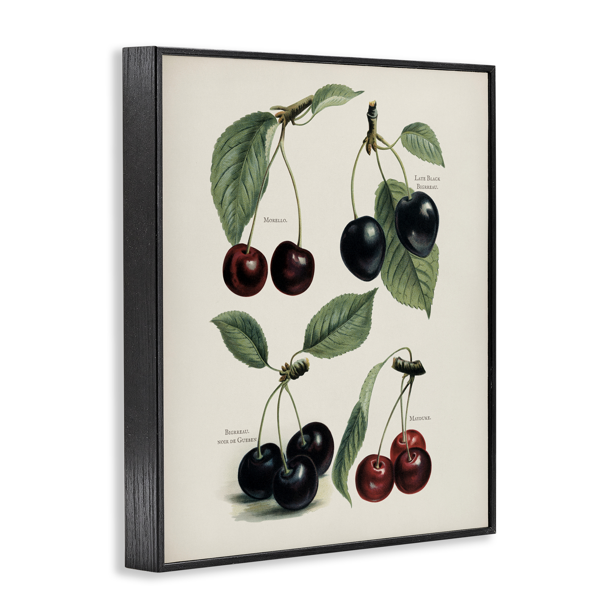 Natural Detailed Cherry Studies Black Framed Giclee Art, design by Lettered and Lined
