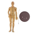 thumbnail image 1 of Modelo de acupuntura humana Vogacara 50 cm masculino, 1 of 1