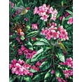 thumbnail image 2 of Tift, Jeff 20x24 White Modern Wood Framed Museum Art Print Titled - Annas And Rhodies, 2 of 4