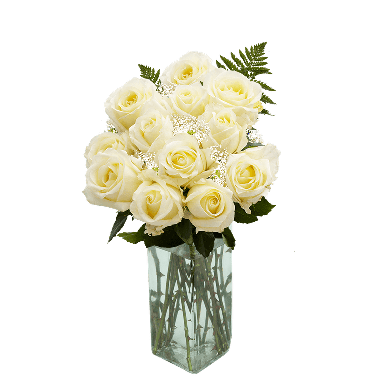 Globalrose 2-Dozen Ivory Roses with Baby's Breath and Green- Fresh