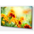 thumbnail image 2 of Orange Tagetes Fleurs de Souci - Impression sur Toile Florale, 2 of 3