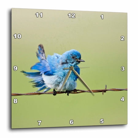 3drose, Custer State Park, South Dakota, Mountain Bluebird - Us42 Ldi0000 - Larry Ditto, 10x10 Wall Clock