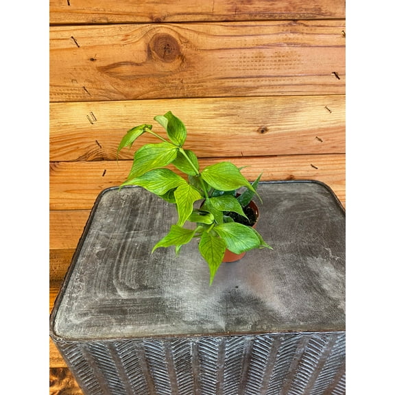 Hoya Polyneura, 2" Plant