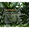 thumbnail image 3 of Espinheira Santa Loose Leaves Tea - 30 gr ( Maytenus ilicifolia), 3 of 5