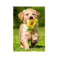 thumbnail image 1 of 5D León perro mariposa resina diamante pintura Animal taladro bordado costura DIY decoración interior punto de cruz Scienceny JJ13348-02, 1 of 6