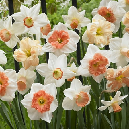 Van Zyverden Daffodil Pink Mixture Set of 25 Bulbs Multi-Color Part Sun