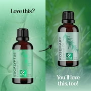 Maple Holistics Eucalyptus Essential Oil for Aromatherapy, 1 Fl Oz