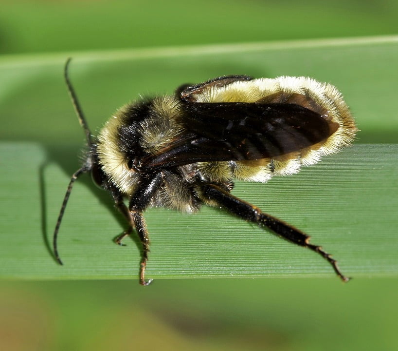 Insect Insectoid Bee Bumblebee Pollinate12 Inch BY 18 Inch Laminated