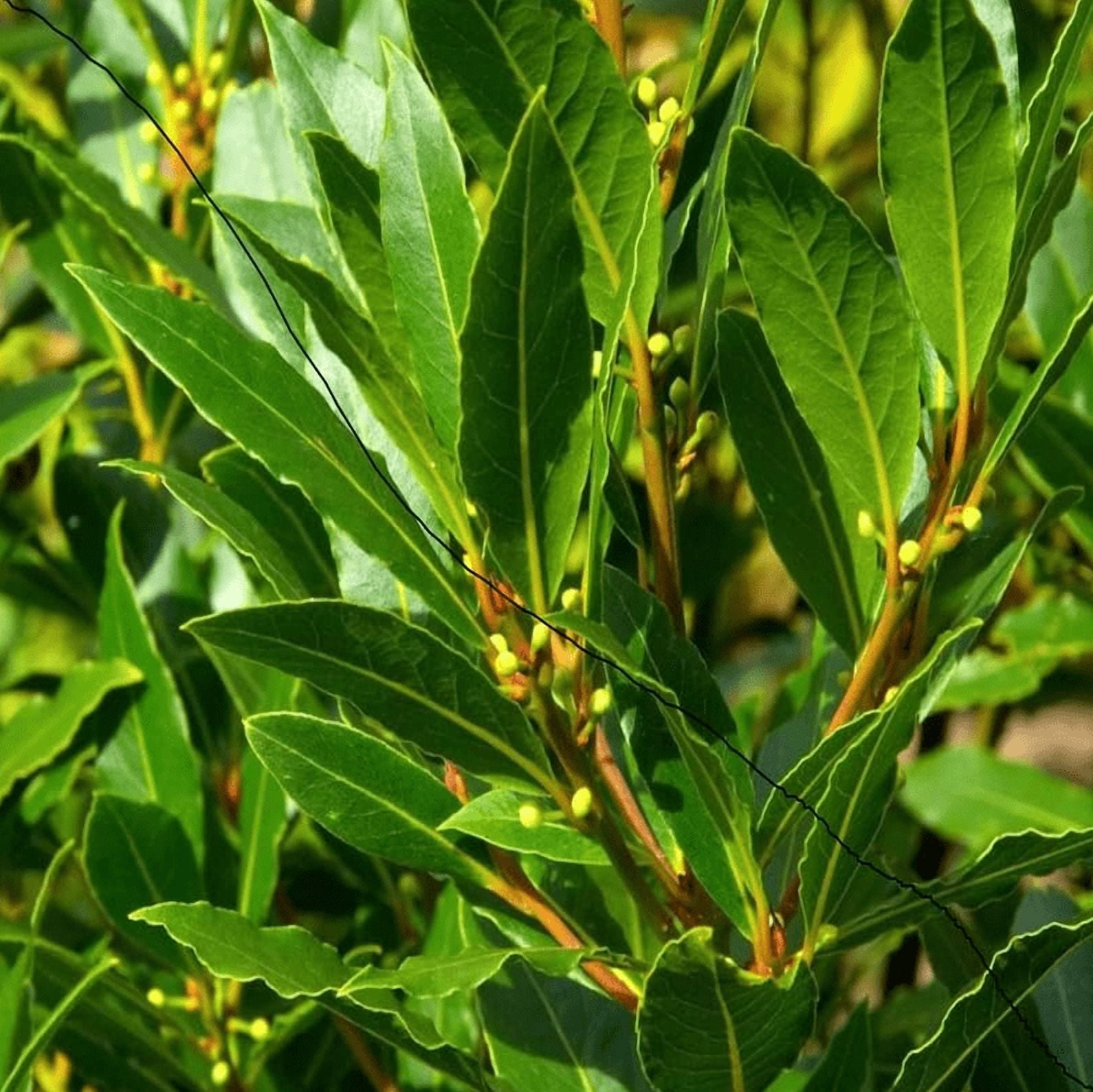 Pack of 2 Bay Laurel Live Starter Plants for Planting, Sweet Bay Laurel Trees, Laurus Nobilis Plant, Bay Leaf Tree Plant, 4-8 Inch Tall, No Ship Pot