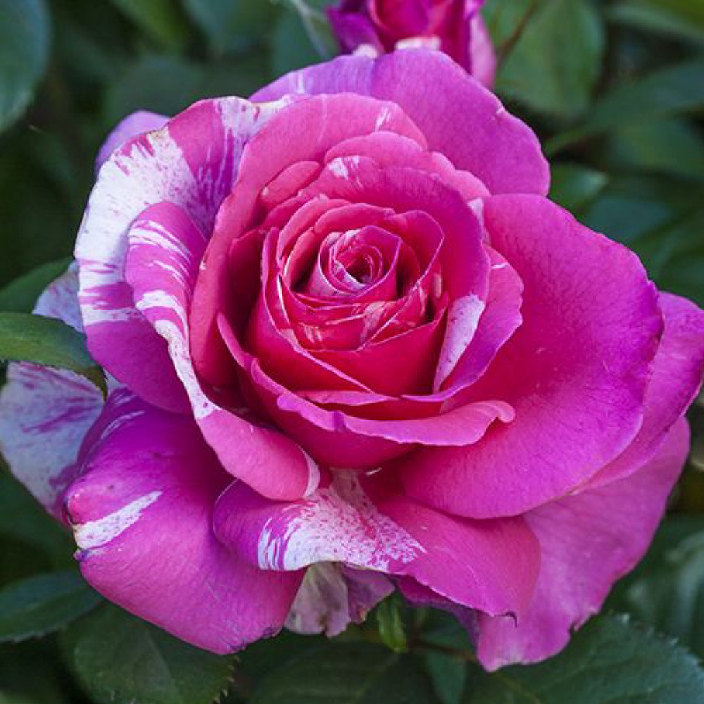 Parade Day® Grandiflora Rose Bush Bareroot