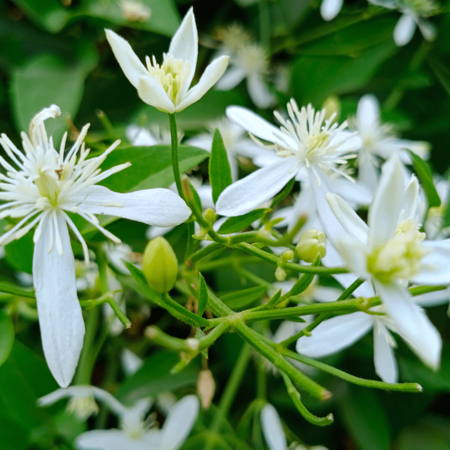 Night Blooming Jasmine Plant Live, Night Scented Flowering Plant 4-6 Inch Tall, White Jasmines Flowers Shurb, Grow Indoor or Outdoor