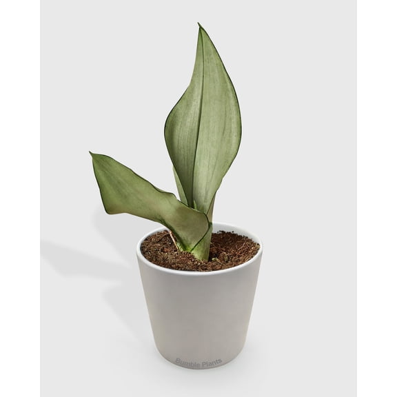 Snake Plant Moonshine - Live Air-Purifying Indoor Plant in Nursery Pot – Easy Care, Low Maintenance Houseplant for Home & Office Decor, Natural Air Cleaner, Best for Beginners (4"Pot)