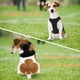 thumbnail image 3 of Arnés para perros Bokelai, sin tirones, ajustable, para perros pequeños, medianos y grandes, 3 of 6