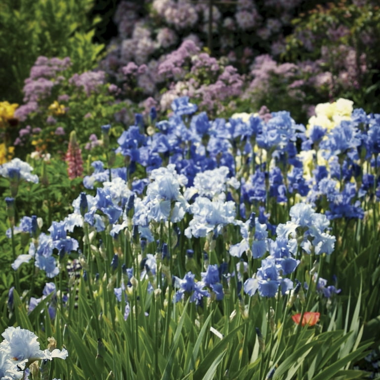 Van Zyverden's Bearded Iris Full Tide (1 Dormant Bulb) Partial Sun