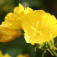 thumbnail image 5 of 110 seeds| EveningPrimrose seeds, - Authentic Seeds ~ GMO Free ~Seeds~Flower seeds~ Vegetable seeds~ Asian Garden~ Flowers~Herbs B5G1 #6010, 5 of 5