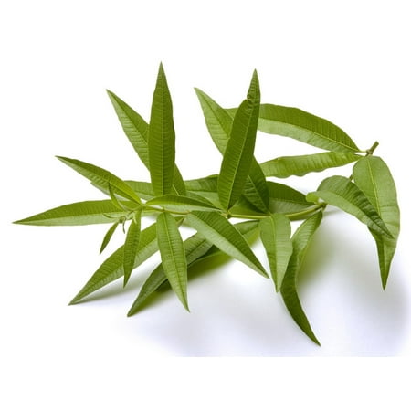 Lemon Verbena Plant - Perennial Herb - Aloysia - Indoors or Out - 4