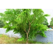 10 INDIAN GOOSEBERRY Phyllanthus Emblica Emblic Edible Fruit Tree Seeds