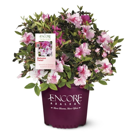 Azalea Autumn Twist (Pink and White) - 3 gal, Fast Growing, Live Evergreen Shrub, Full Sun, Encore