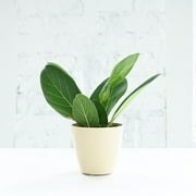 Live Ficus Audrey Plant - 4" Decorative Biodegradable Pot - Natural
