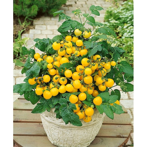 GSDWIUEW Tomato Indoor Yellow Seeds Vegetable Heirloom for Planting Giant Organic 40 Seeds
