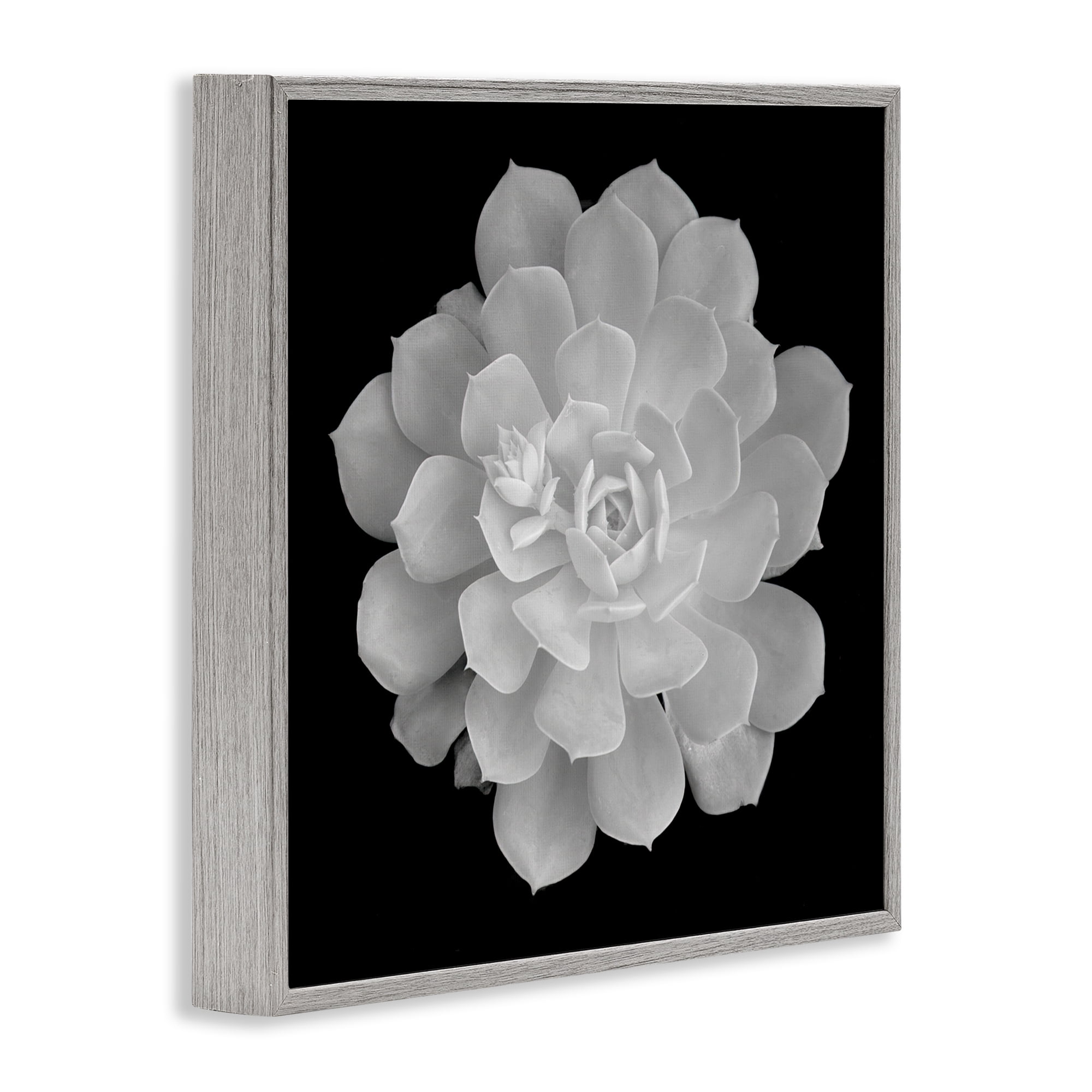 Pure White Succulent Contrast Gray Framed Giclee Art, design by Phillip Flowers