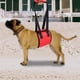 thumbnail image 5 of Arnés de tracción para ayuda a la movilidad para mascotas discapacitadas, talla S, andador de asistencia para perros mayores, 5 of 8