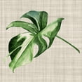 thumbnail image 3 of Urban Road 12x12 Black Modern Framed Museum Art Print Titled - Araceae, 3 of 5