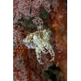 thumbnail image 2 of Shimlock, Jones 23x32 White Modern Wood Framed Museum Art Print Titled - Indonesia, New Guinea Isl Cuttlefish amid corals, 2 of 4