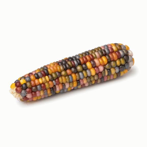 Painted Mountain Dry Corn OG Seeds