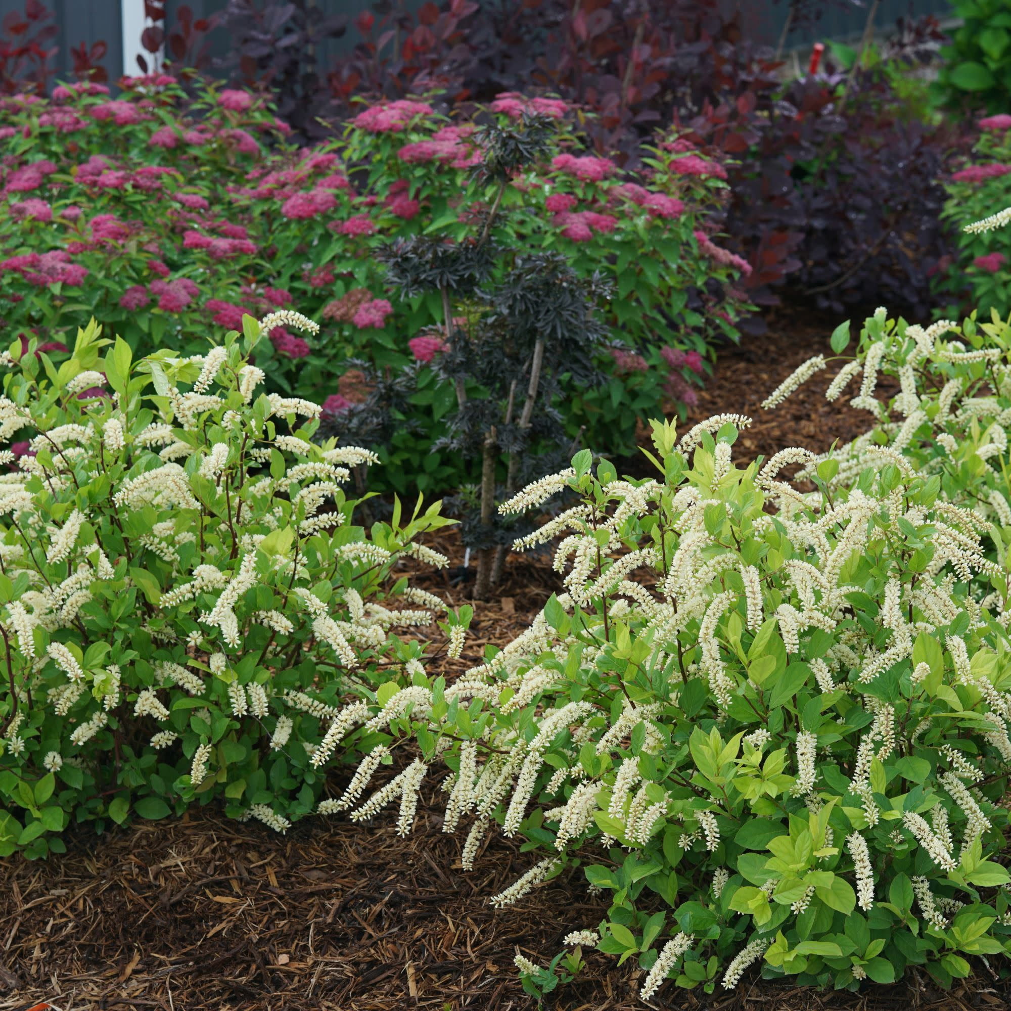 Proven Winners ColorChoice 5" White Scentlandia Sweetspire Live Plant in 4.5" Pot (4 Count)