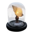 thumbnail image 1 of Kit de luz nocturna de concha marina de bricolaje | Proyecto de manualidades fáciles para la decoración del hogar | Materiales respetuosos con el medio ambiente | Kit de lámpara de bricolaje sin, 1 of 5