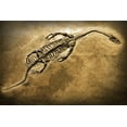 thumbnail image 2 of Fossil Wall Mural by Wallmonkeys Peel and Stick Graphic (24 in W x 16 in H) WM66181, 2 of 4