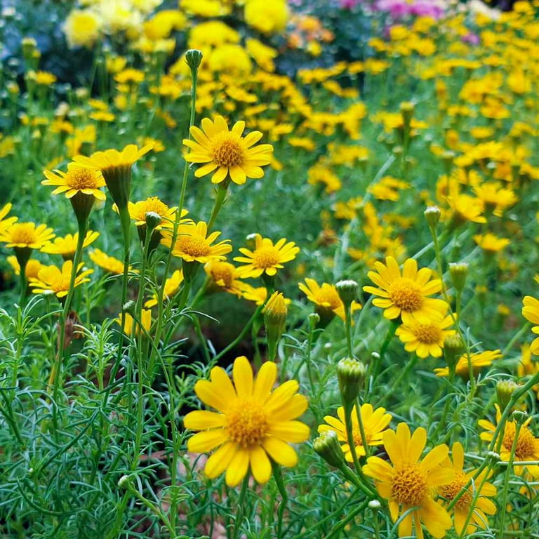 Dahlberg Daisy Seeds - Thymophylla Tenuiloba Ground Cover
