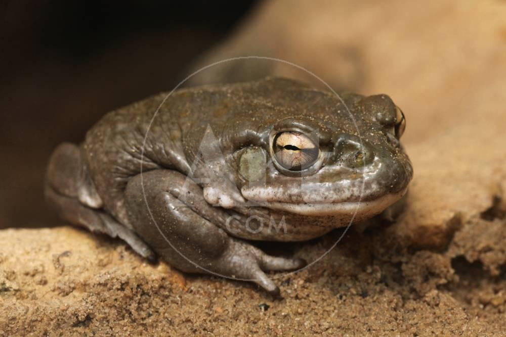 Colorado River Toad Incilius Alvarius, also known as the Sonoran Desert