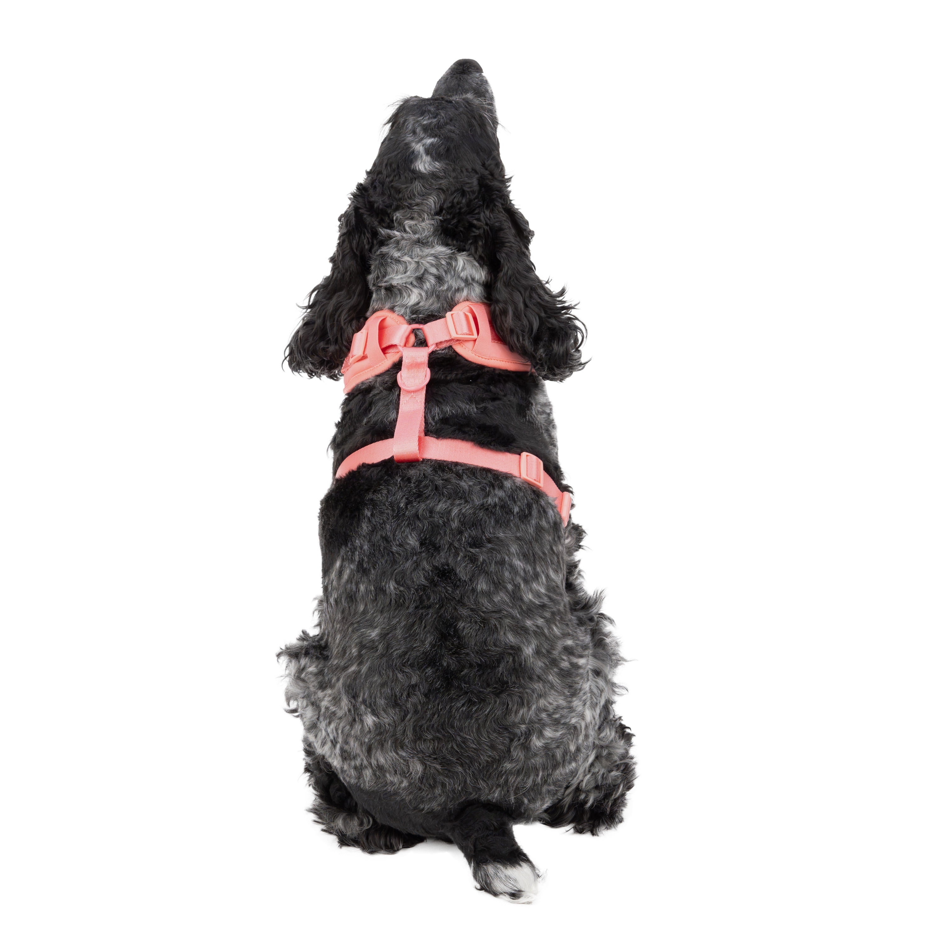 Vibrant Life Polyester and Spandex Adjustable Dog Harness, Pink, Medium