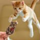 thumbnail image 3 of Catnip Toys Natural Silvervine Stick Ball Cat Ratones interactivos Forma Dentición Masticar Juguete para Interior,11 Feliz Sencillez, 3 of 5